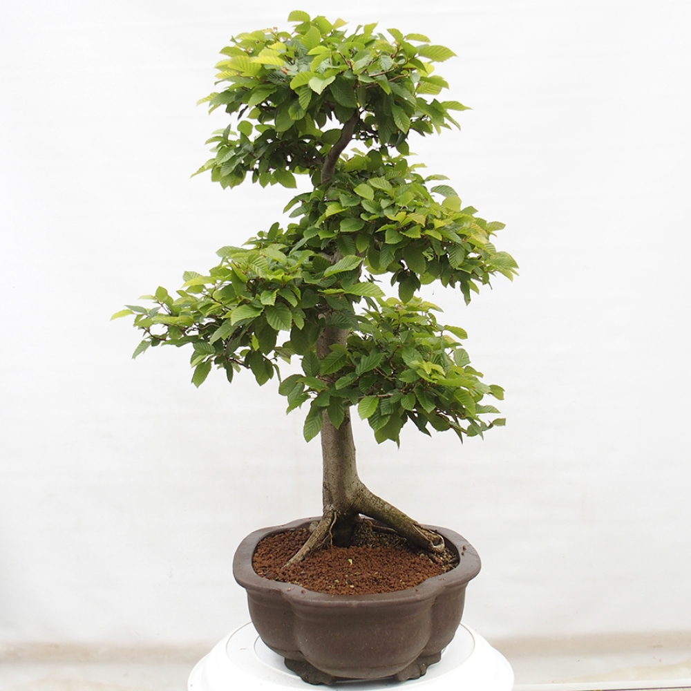 Venkovní bonsai - Habr obecný - Carpinus betulus