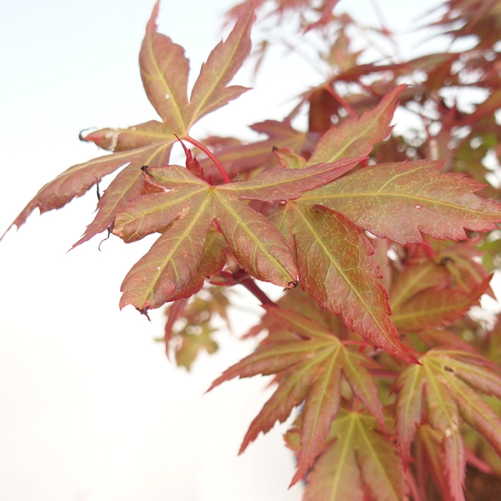 Venkovní bonsai - Acer palmatum  - Javor dlanitolistý