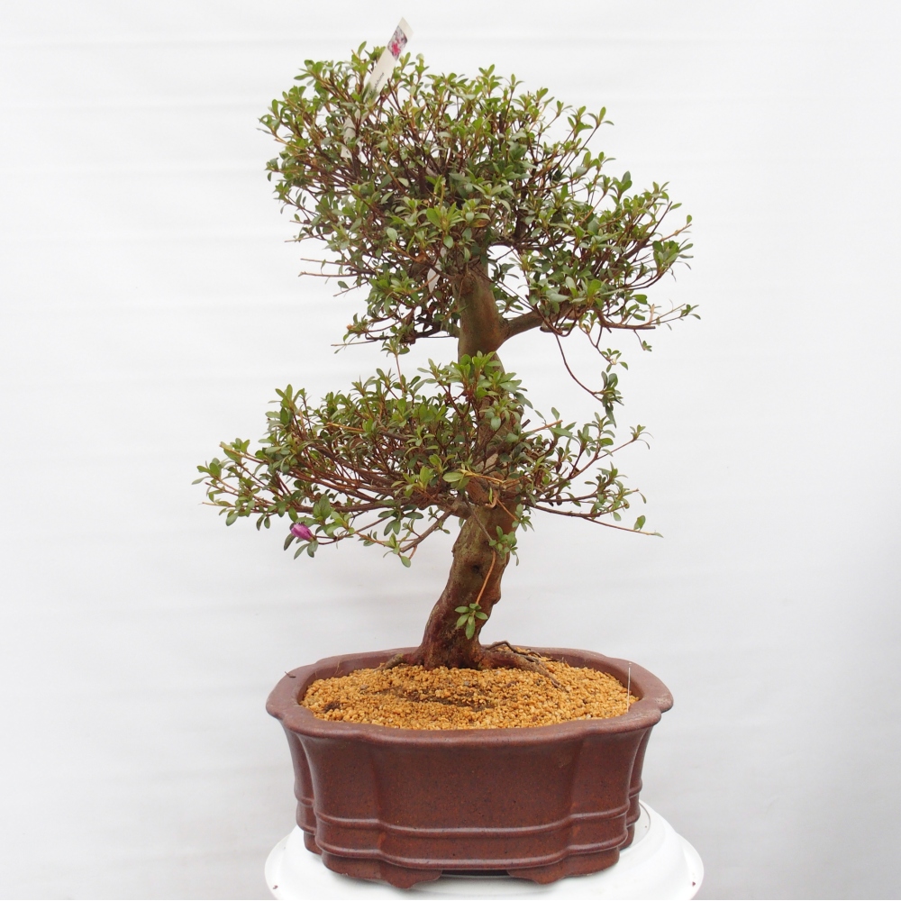 Venkovní bonsai - Japonská azalka - Azalea Miyabihime