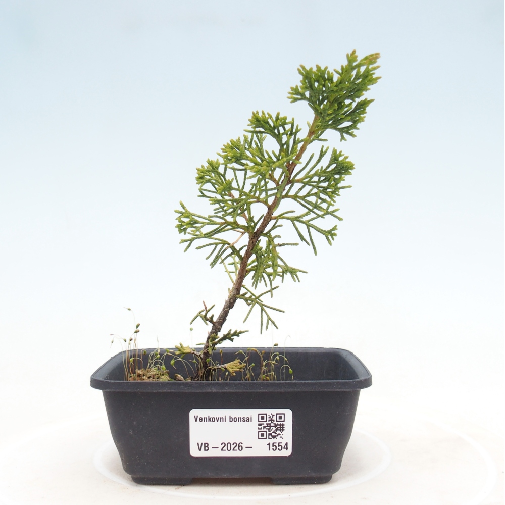 Venkovní bonsai - Juniperus chinensis Itoigawa -Jalovec čínský