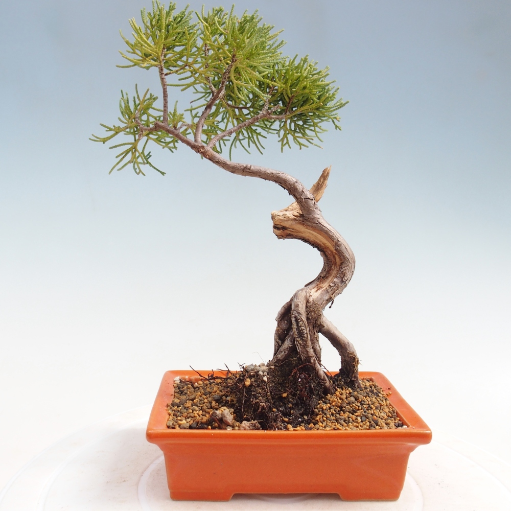 Venkovní bonsai - Juniperus chinensis Kishu -Jalovec čínský