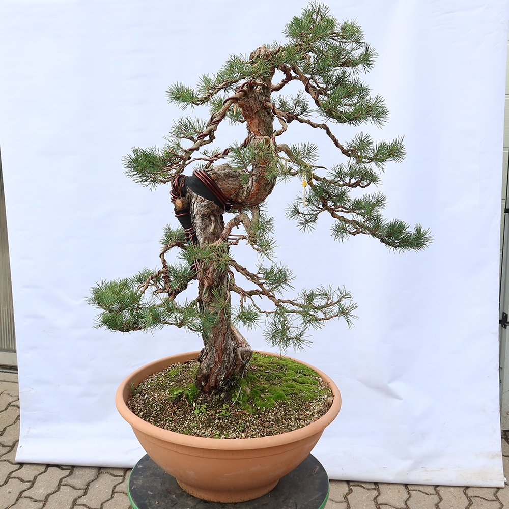 Pinus sylvestris Španělsko - borovice lesní