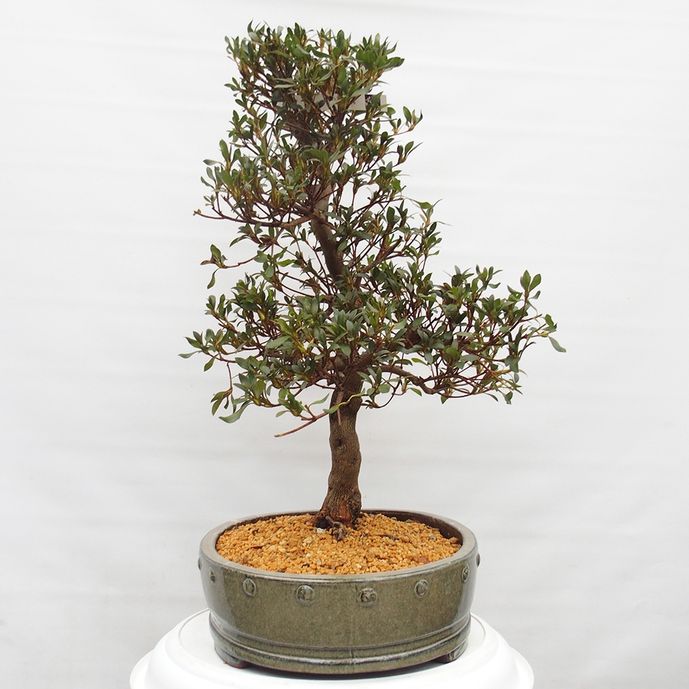 Venkovní bonsai - Japonská azalka - Azalea Chihiro