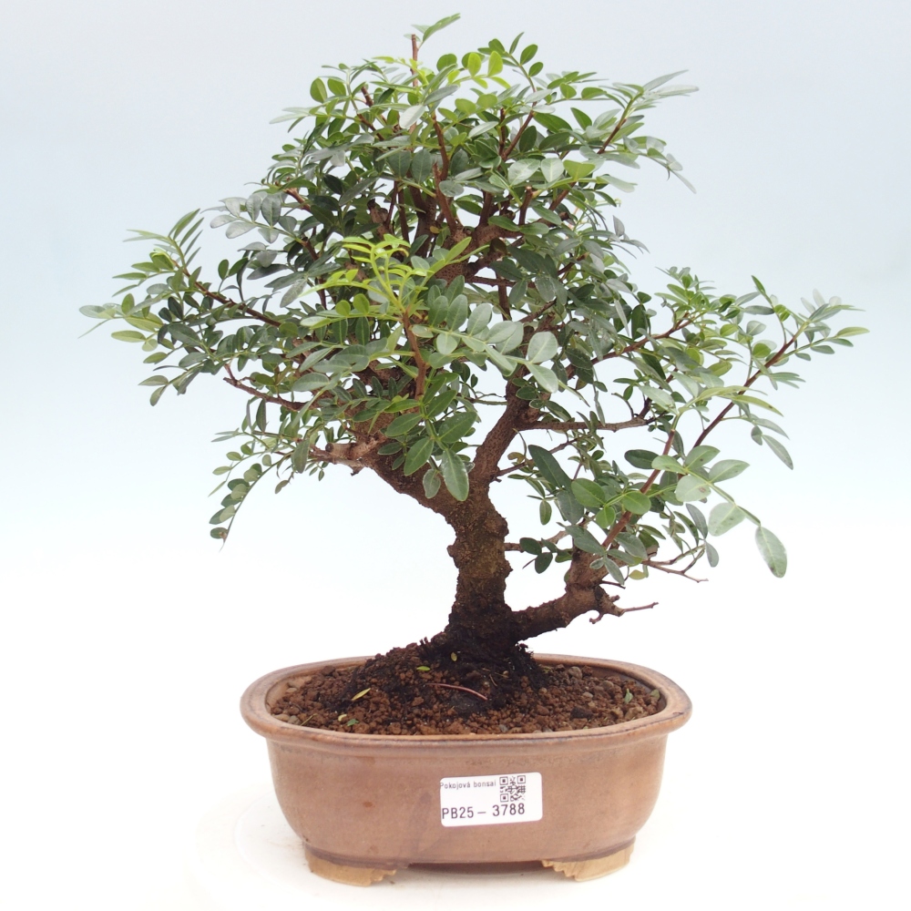 Pokojová bonsai -  Pistácie