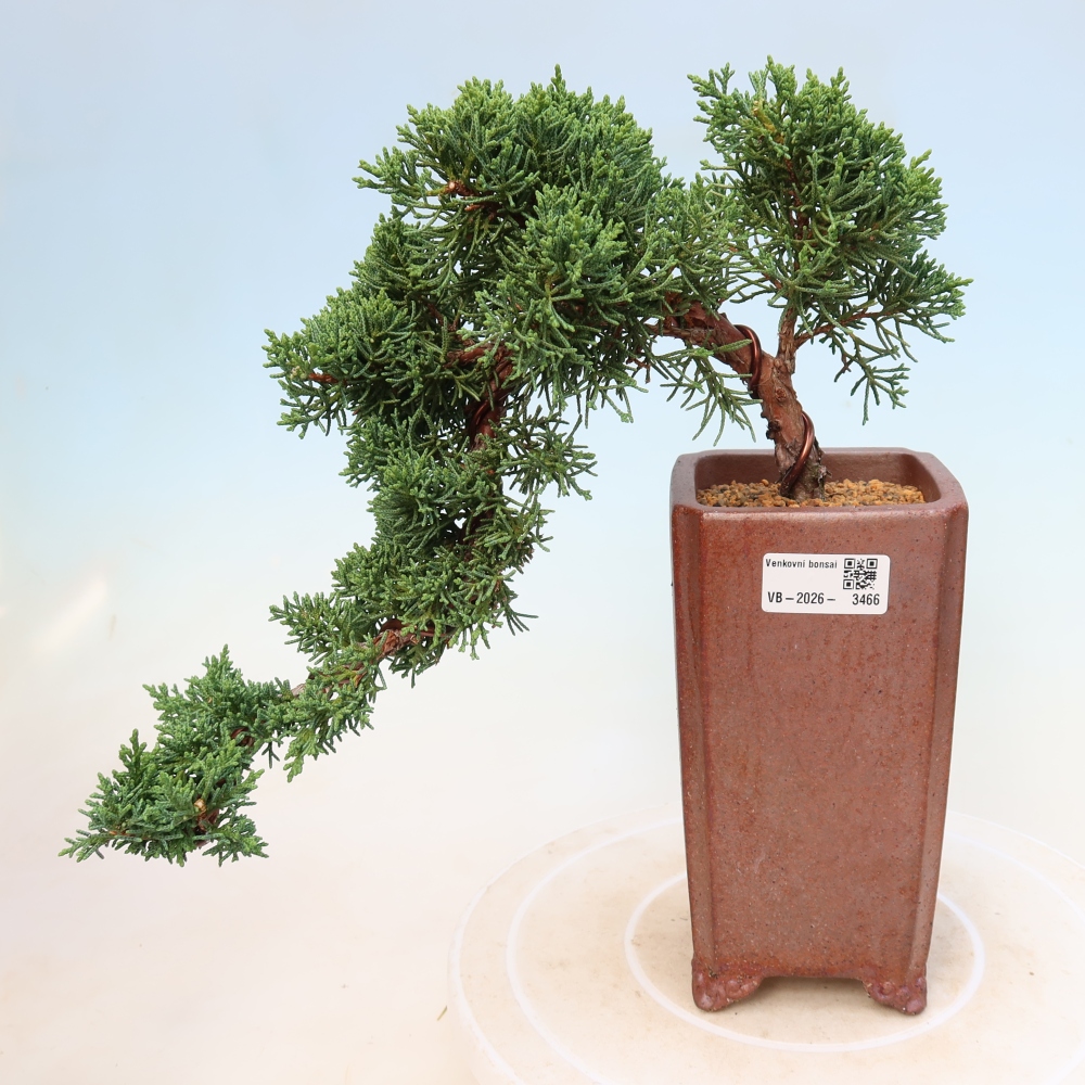 Venkovní bonsai - Juniperus chinensis Kishu -Jalovec čínský