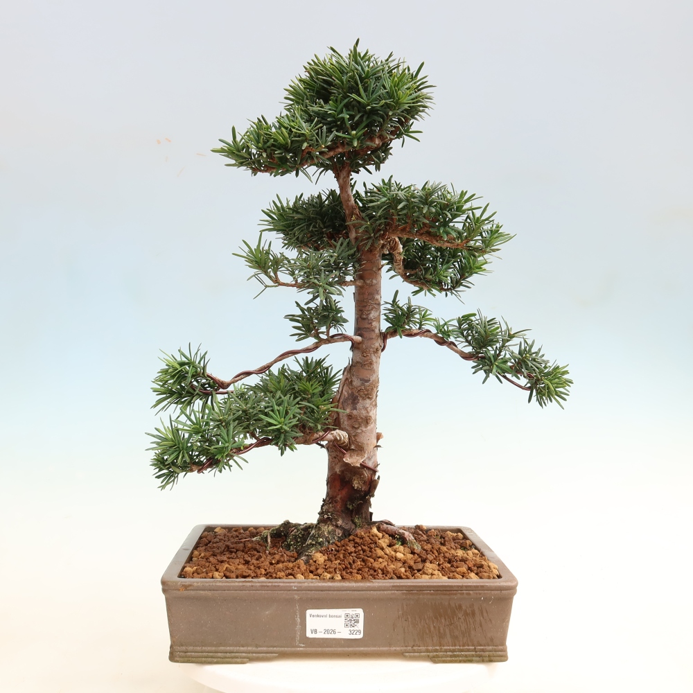 Venkovní bonsai - Taxus cuspidata  - Tis japonský