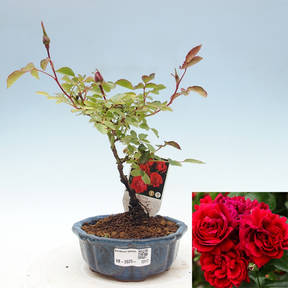 Venkovní bonsai - Rosa Kordes -  růže