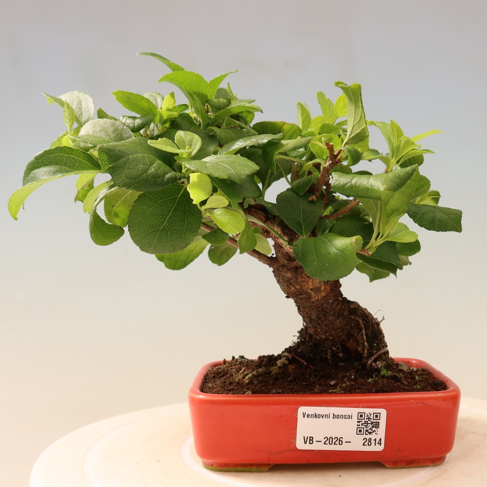 Venkovní bonsai - Celastrus  orbiculatus - Jesenec okrouhlolistý