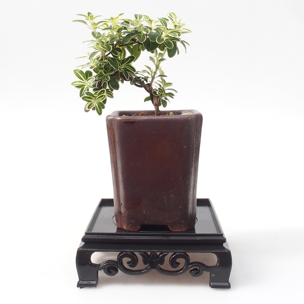 Bonsai stolek plastový čtverc 11 x 11 x 3,5 cm, barva černá