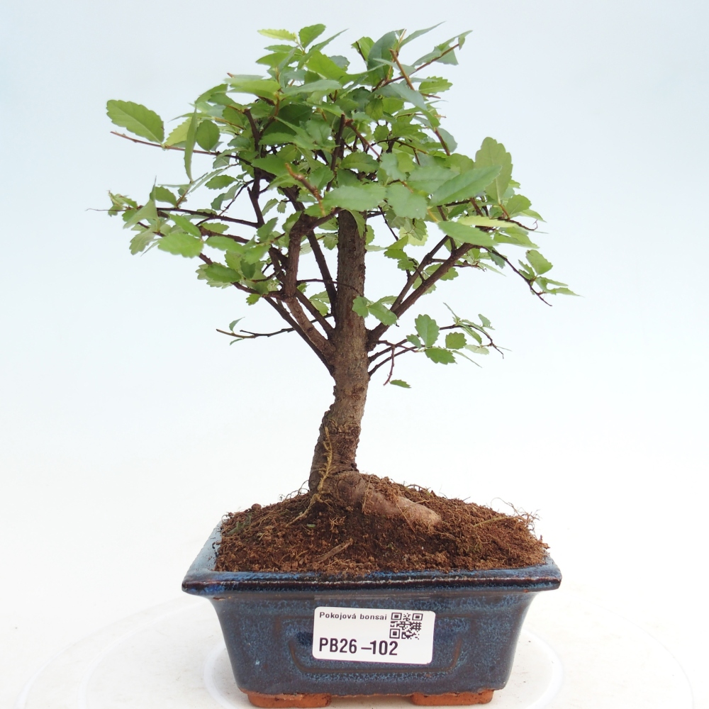 Pokojová bonsai - Ulmus parvifolia - Malolistý jilm