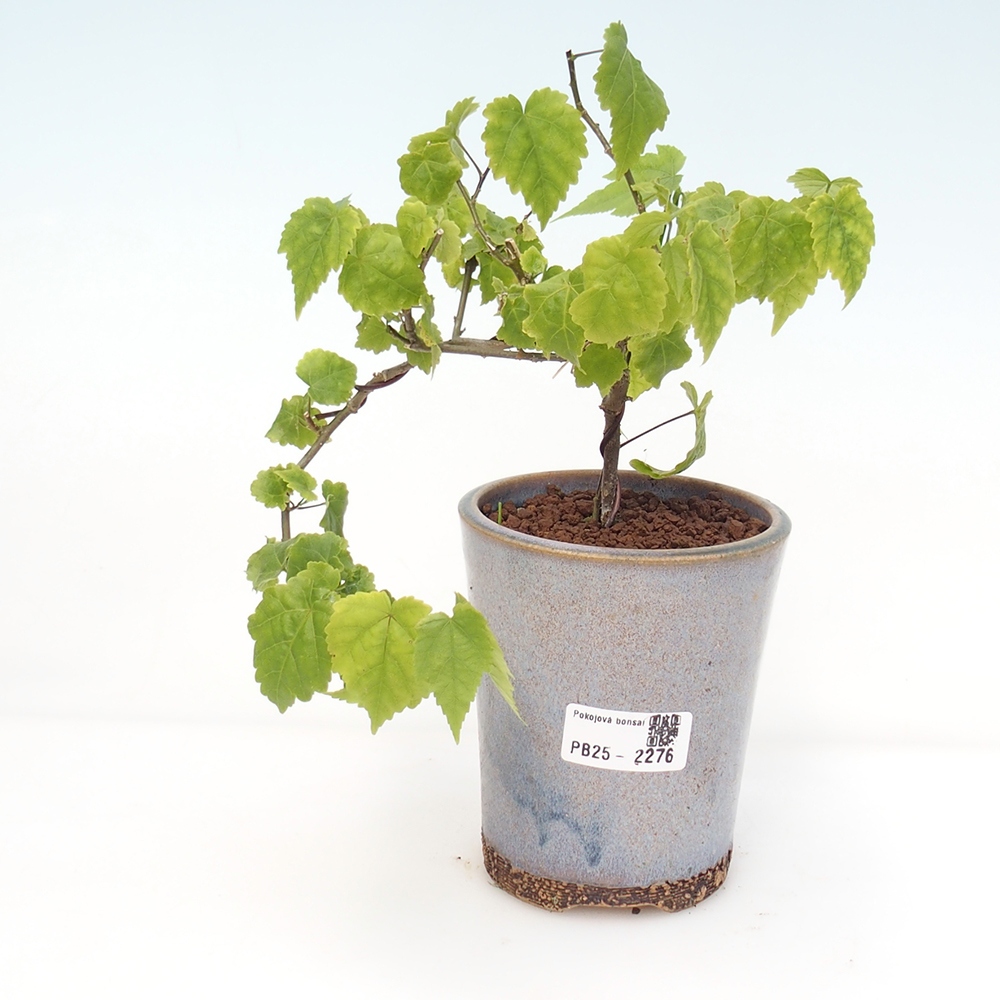 Pokojová bonsai - Abutilon Big Bell - Mračňák poříční