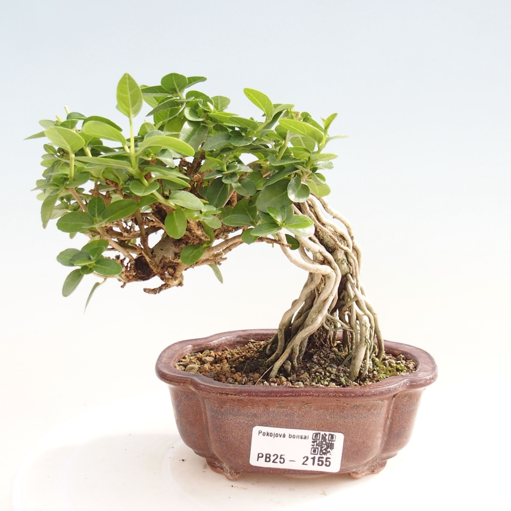 Pokojová bonsai - Premna serratifolia  - Kozlovoň malolistá