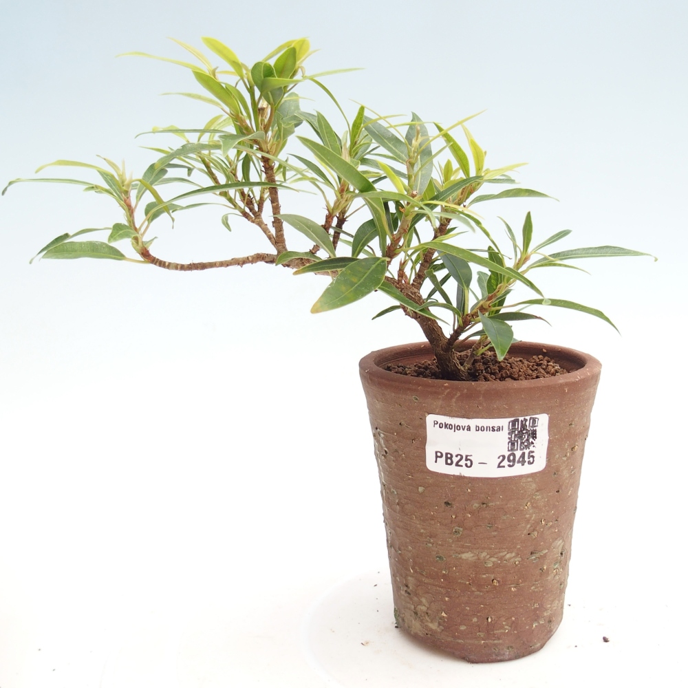 Pokojová bonsai - Ficus nerifolia -  malolistý fíkus