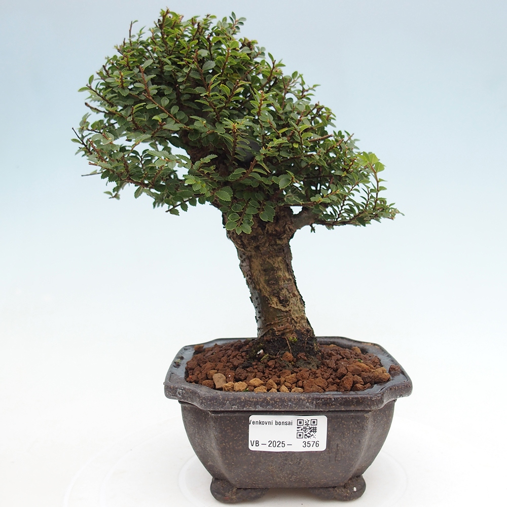 Venkovní bonsai - Ulmus parvifolia Hokkaido - jilm Čínský