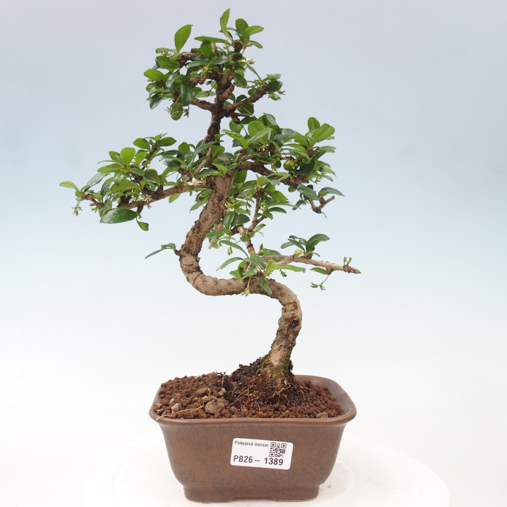 Pokojová bonsai - Carmona macrophylla - Čaj fuki