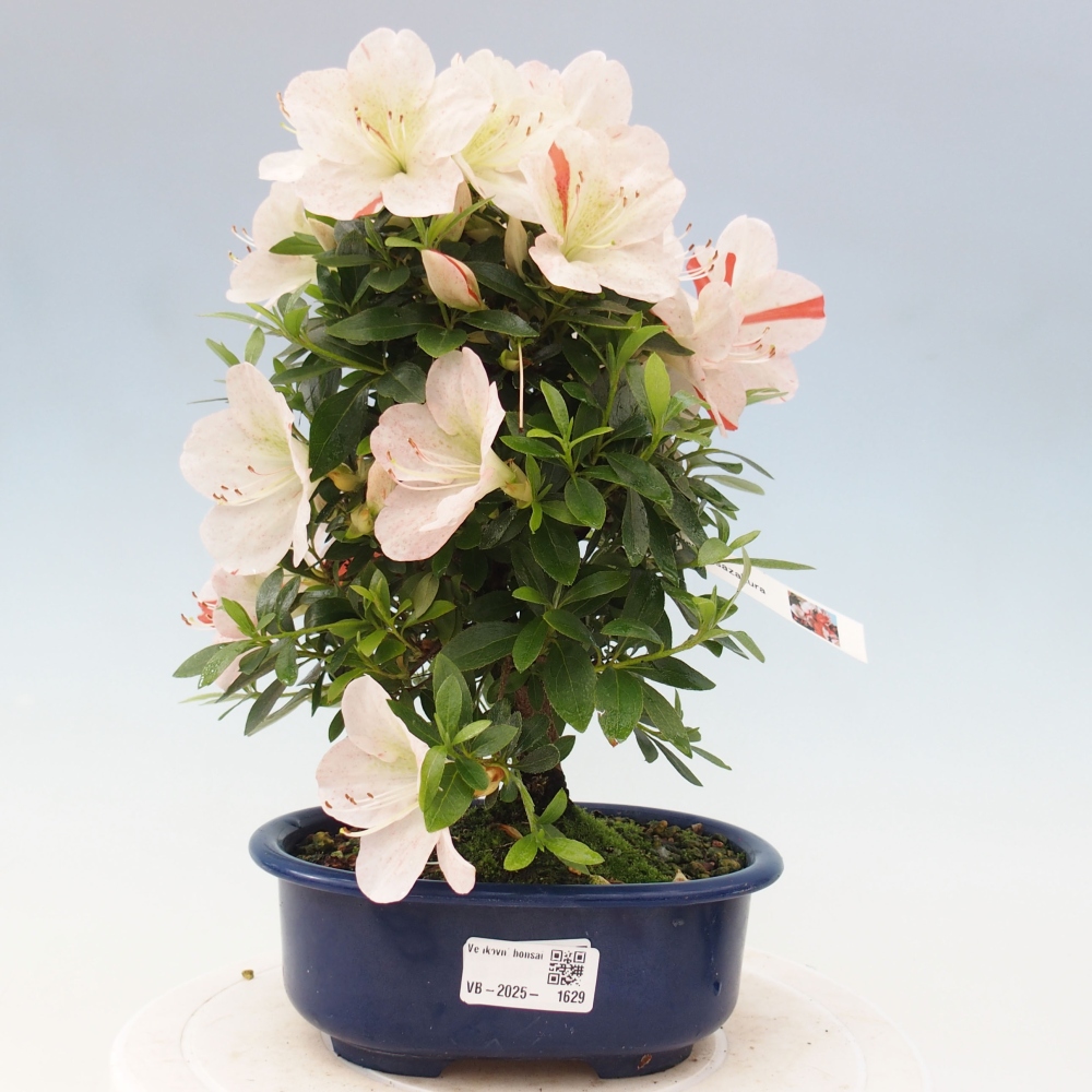 Venkovní bonsai - Japonská azalka - Azalea Asazakura