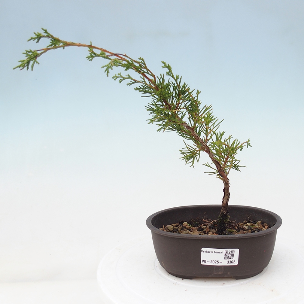 Venkovní bonsai - Juniperus chinensis Itoigawa -Jalovec čínský