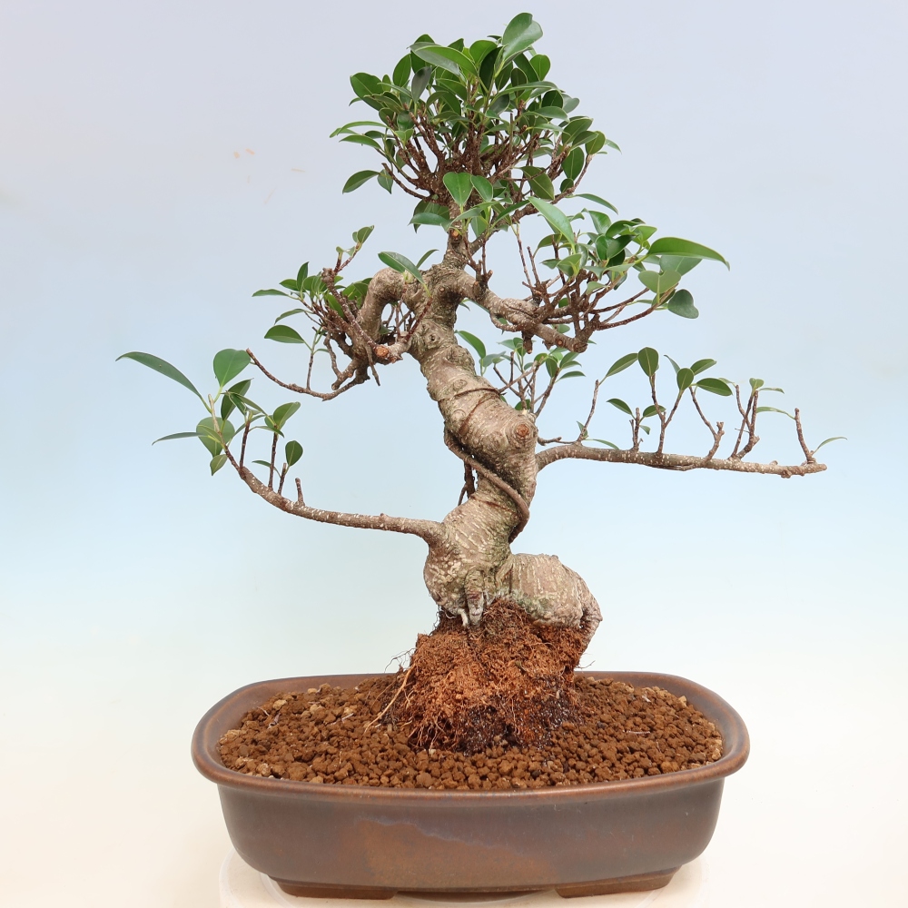 Pokojová bonsai - Ficus kimmen -  malolistý fíkus