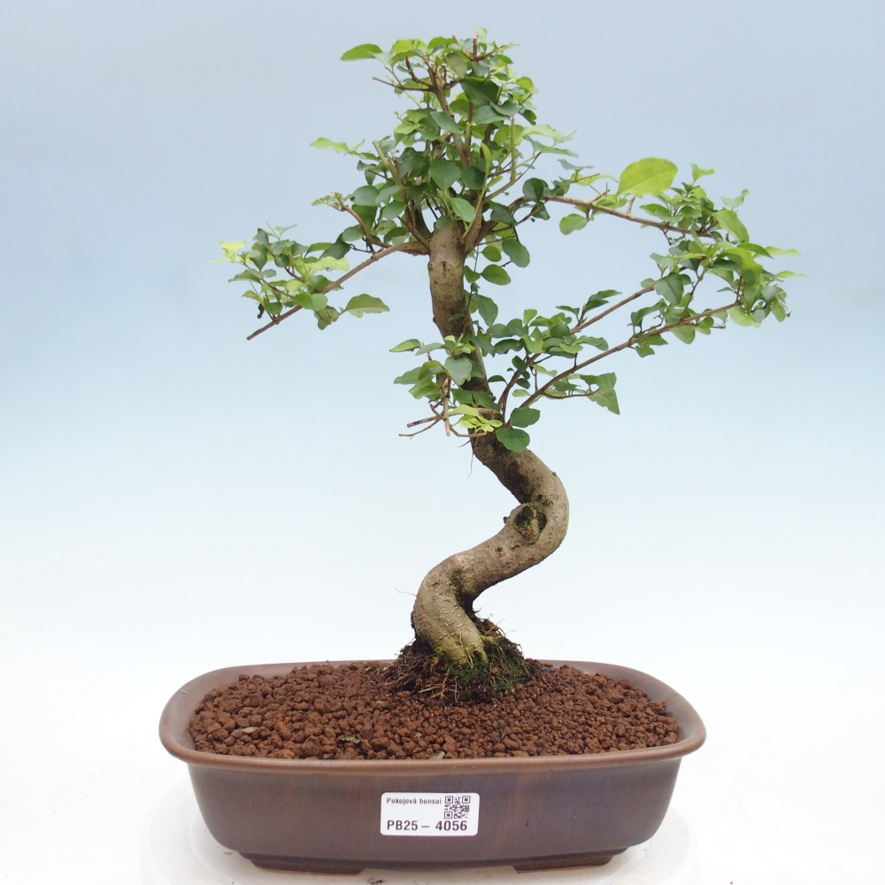 Pokojová bonsai -Ligustrum chinensis - Ptačí zob
