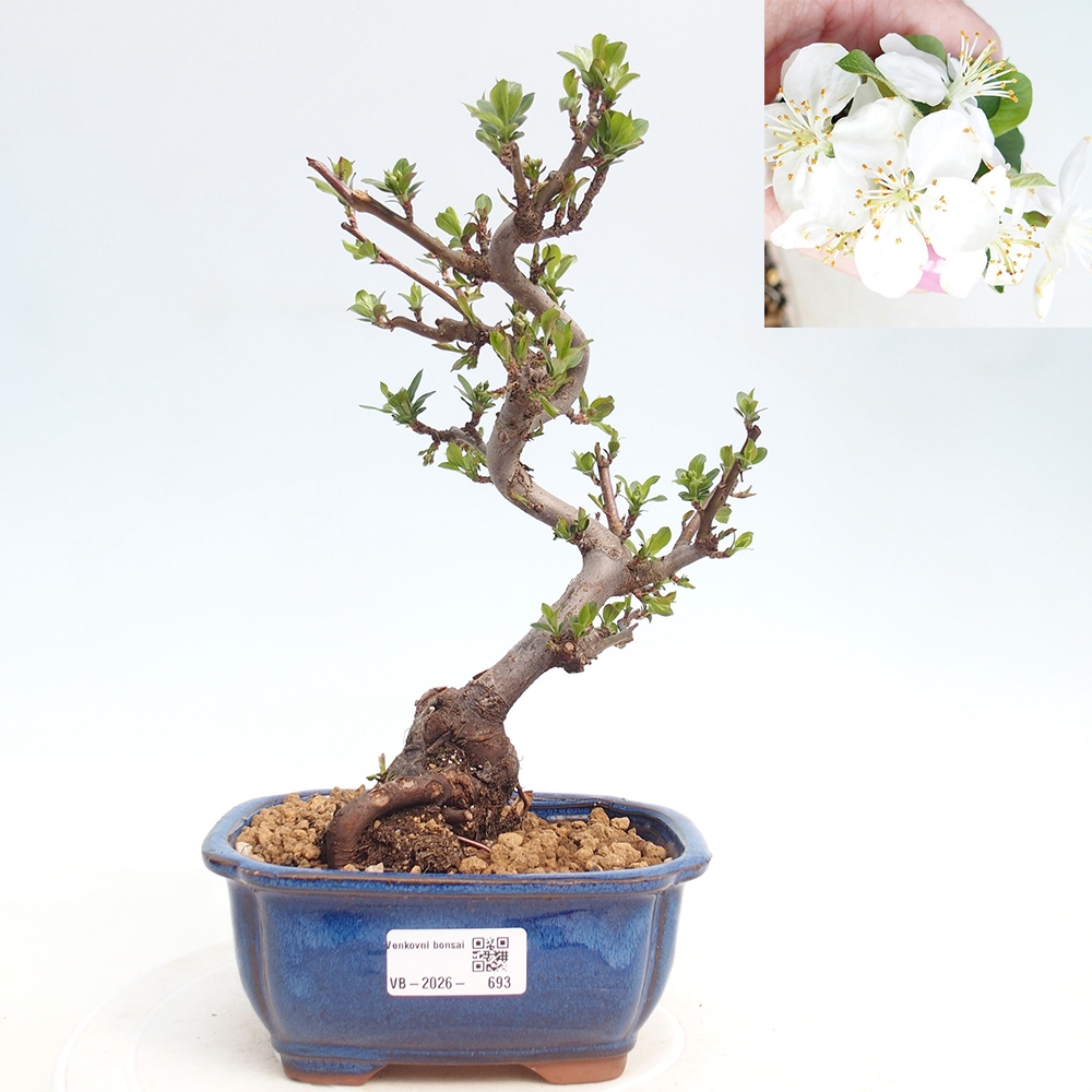 Venkovní bonsai - Malus sargentii -  Maloplodá jabloň