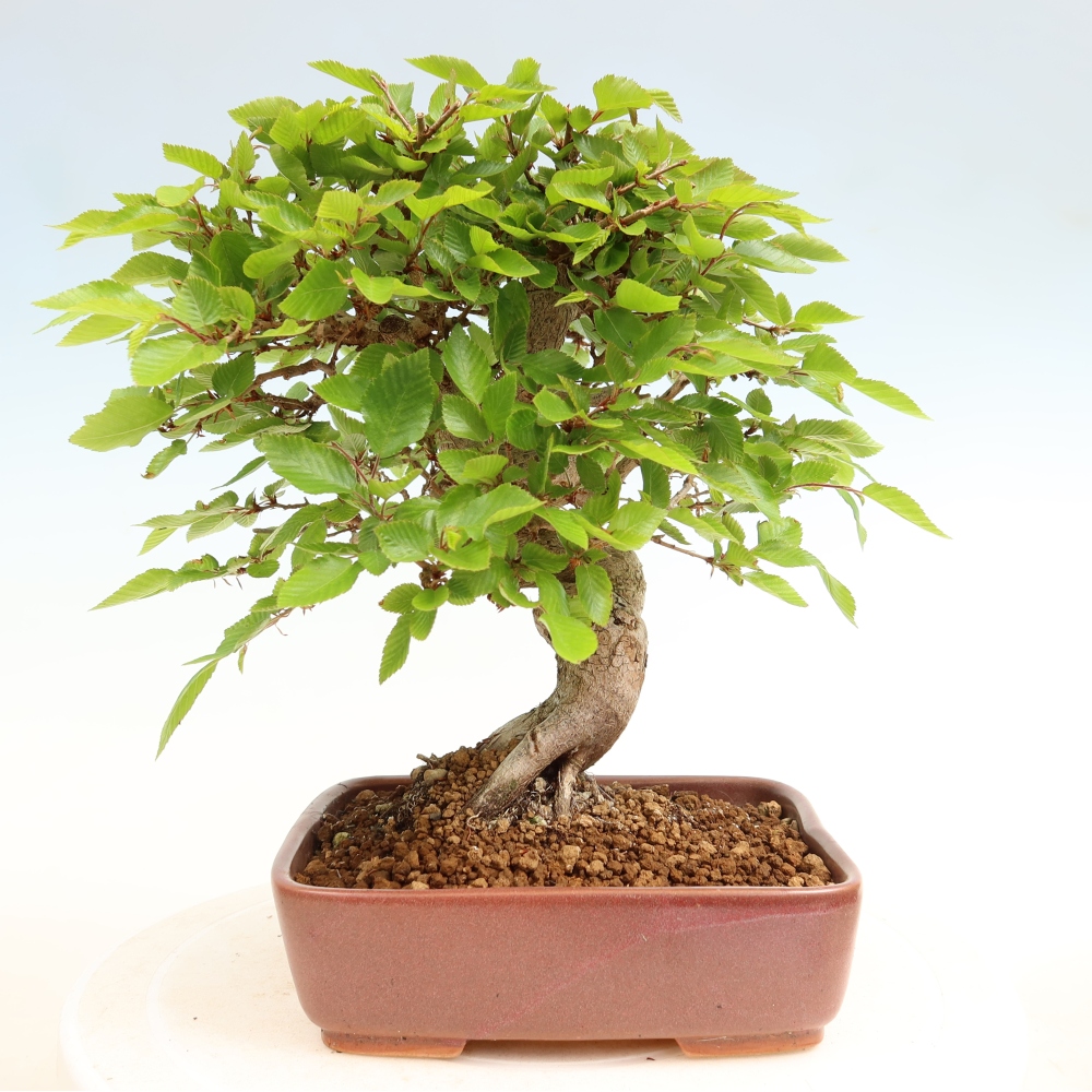Venkovní bonsai -Carpinus coreana - Habr korejský