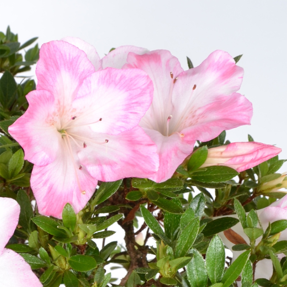 Venkovní bonsai - Japonská azalka - Azalea Suiren