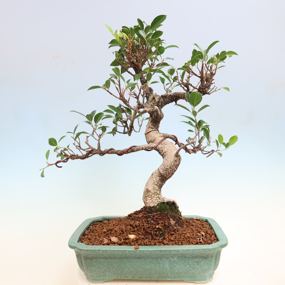 Pokojová bonsai - Ficus kimmen -  malolistý fíkus