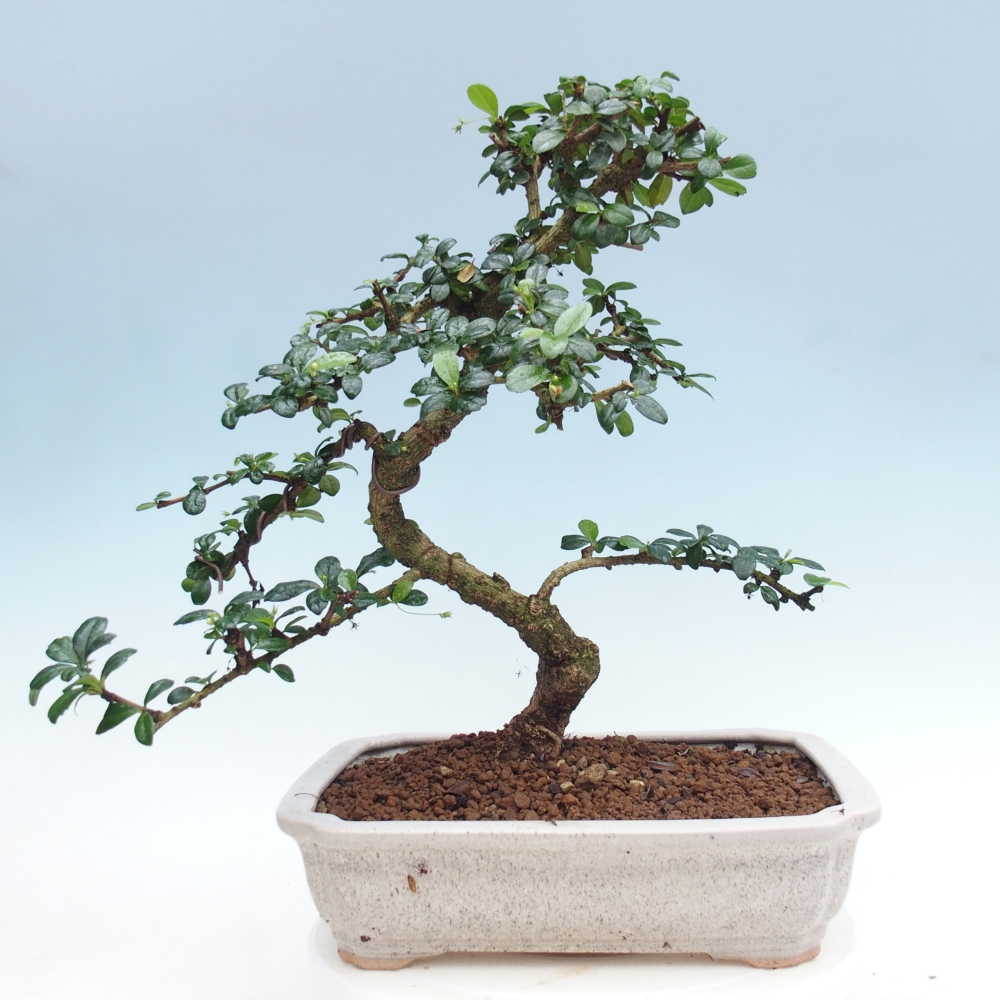 Pokojová bonsai - Carmona macrophylla - Čaj fuki
