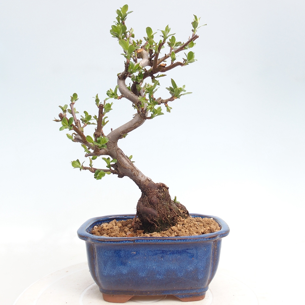 Venkovní bonsai - Malus sargentii -  Maloplodá jabloň