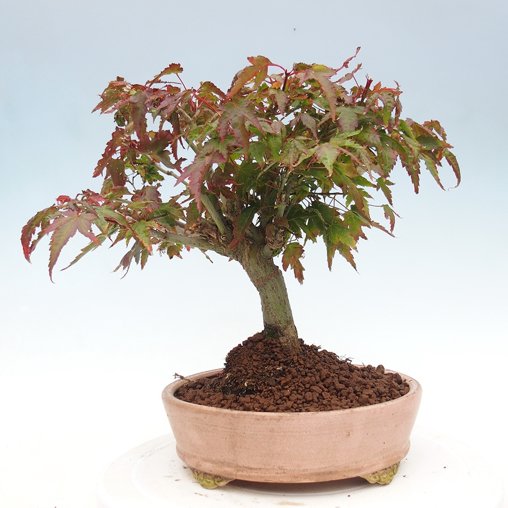 Acer palmatum KIOHIME - Javor dlanitolistý