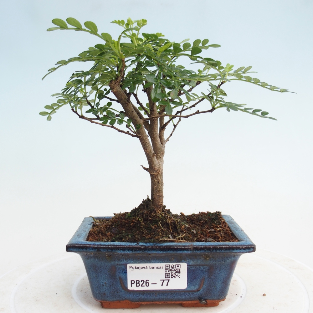 Pokojová bonsai - Zantoxylum piperitum - pepřovník