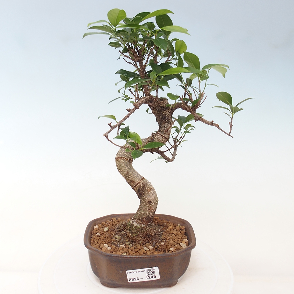 Pokojová bonsai - Ficus retusa -  malolistý fíkus