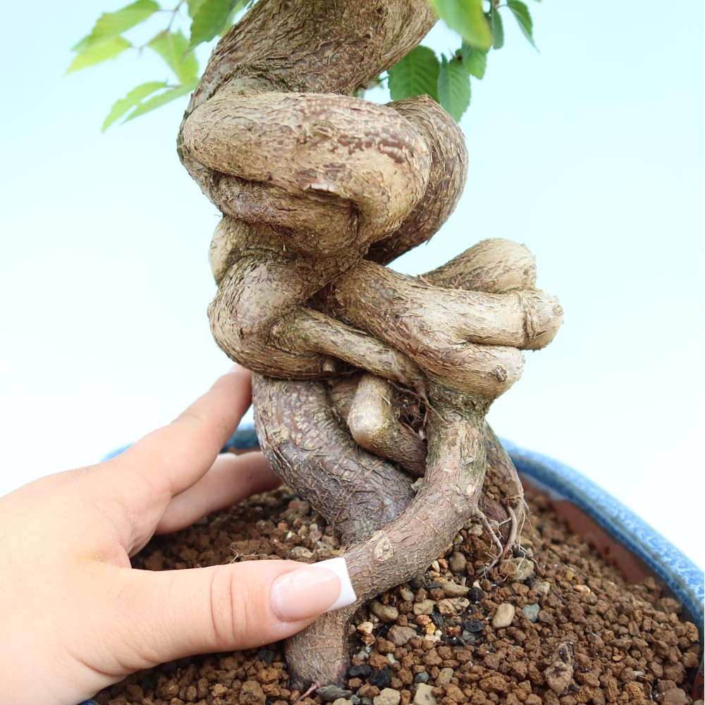 Venkovní bonsai -Carpinus Coreana - Habr korejský
