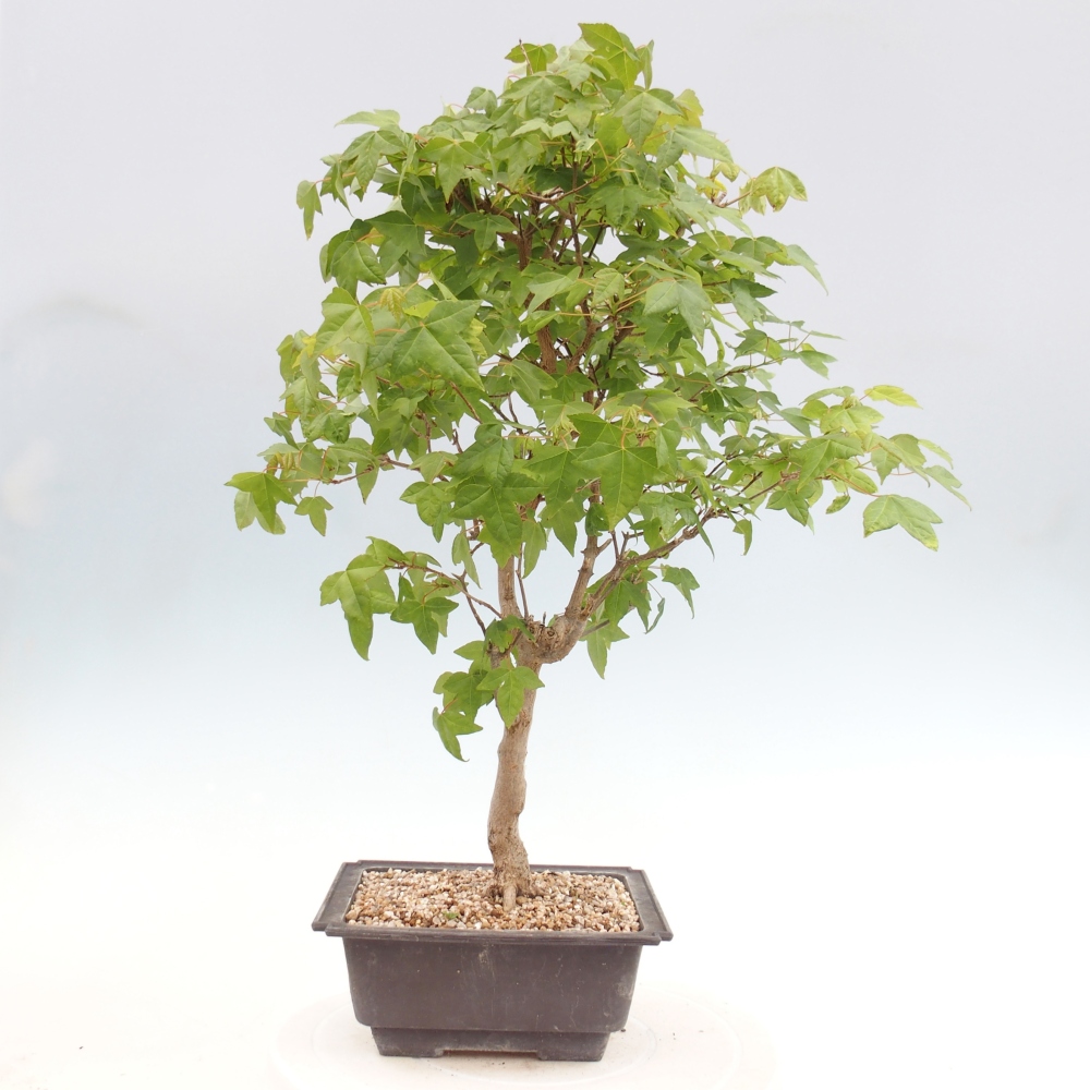 Venkovní bonsai - Acer Buergerianum - Javor Burgerův