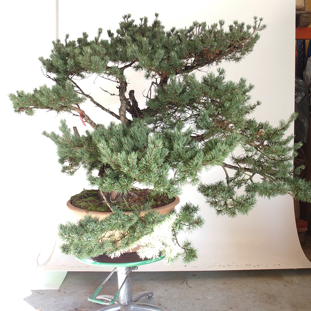 Yamadori - Pinus sylvestris Španělsko