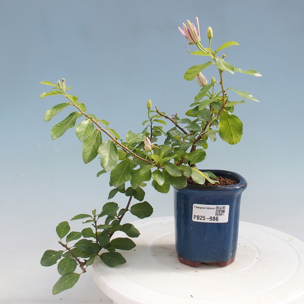Pokojová bonsai - Grewia occidentalis - Hvězdice levandulová