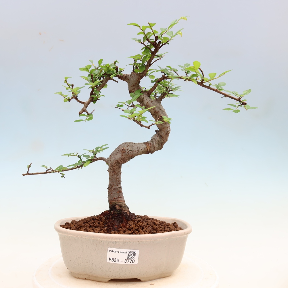 Pokojová bonsai - Ulmus parvifolia - Malolistý jilm