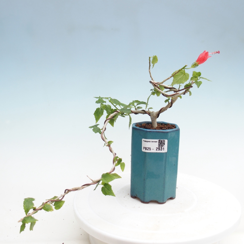 Pokojová bonsai - Malvaviscus arboreus - ibiškovec dřevnatý