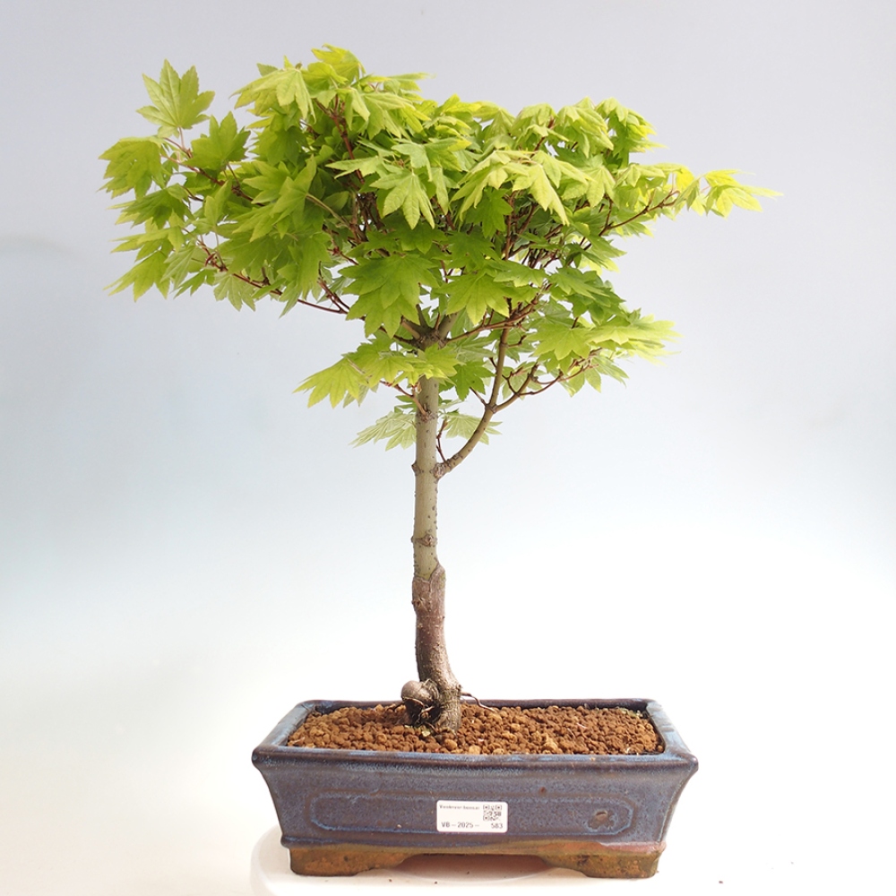Venkovní bonsai - Javor palmatum katsura GISAN - Javor dlanitolistý