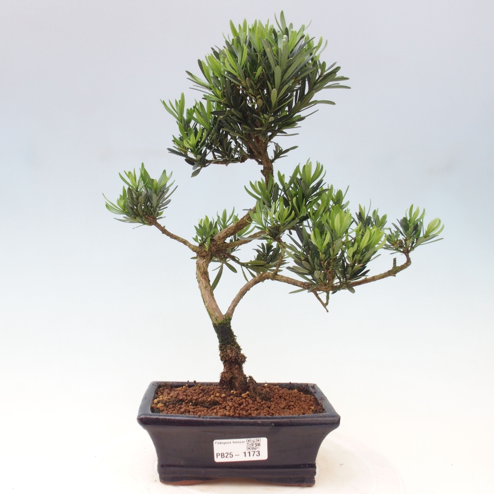 Pokojová bonsai - Podocarpus - Kamenný tis