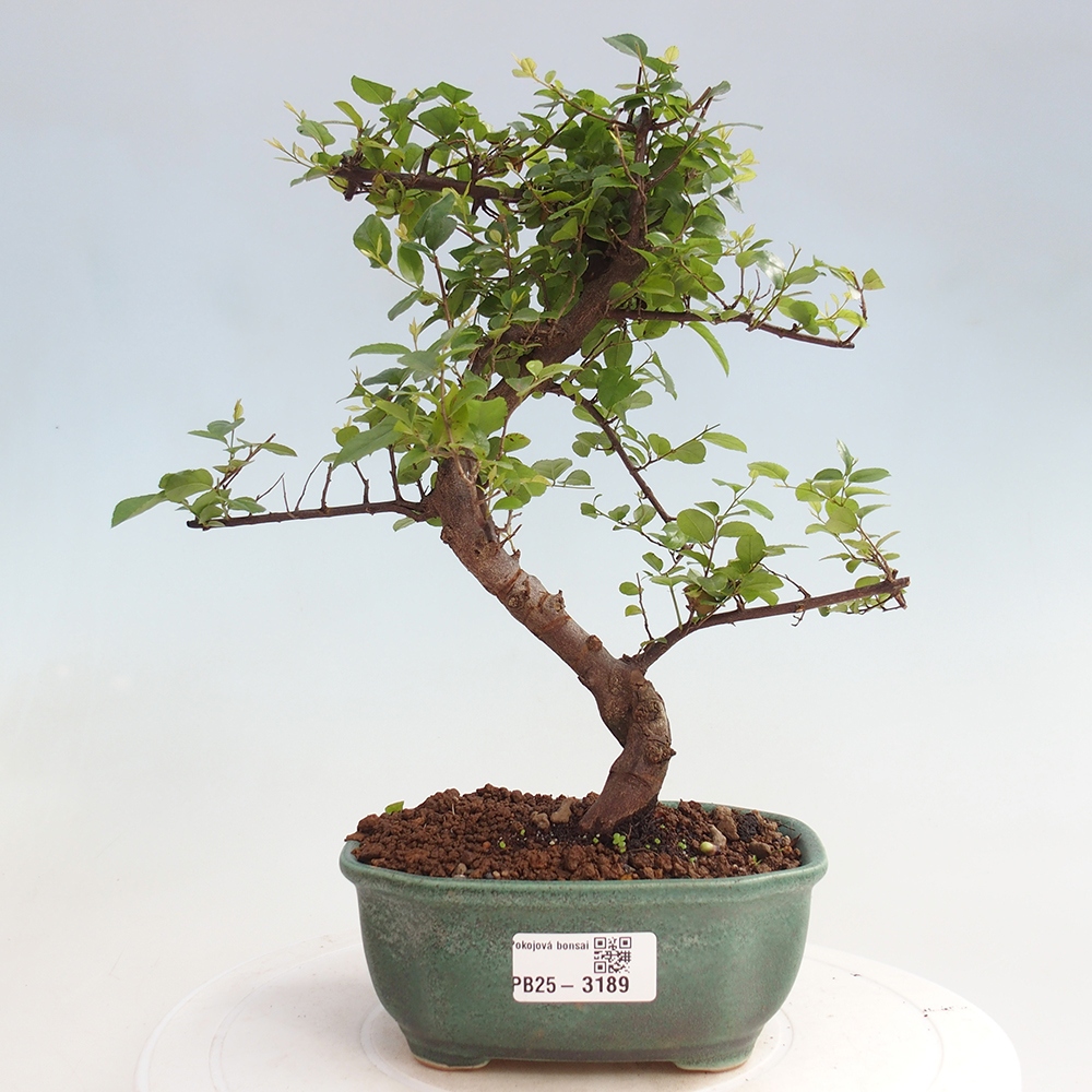 Pokojová bonsai - Sagerécie thea - Sagerécie thea