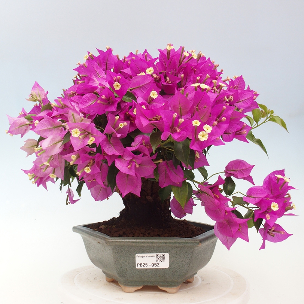 Pokojová bonsai - Bouganwilea
