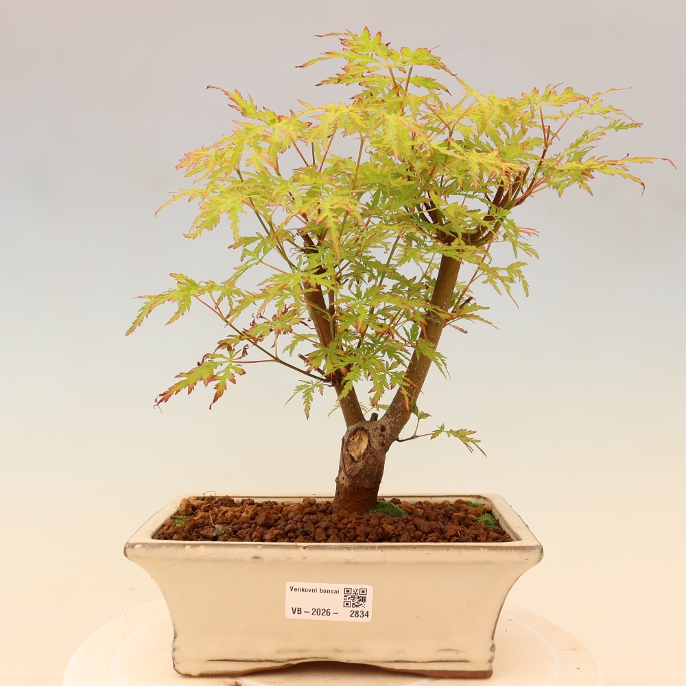 Venkovní bonsai - Acer palmatum Dissectum - Javor dlanitolistý 