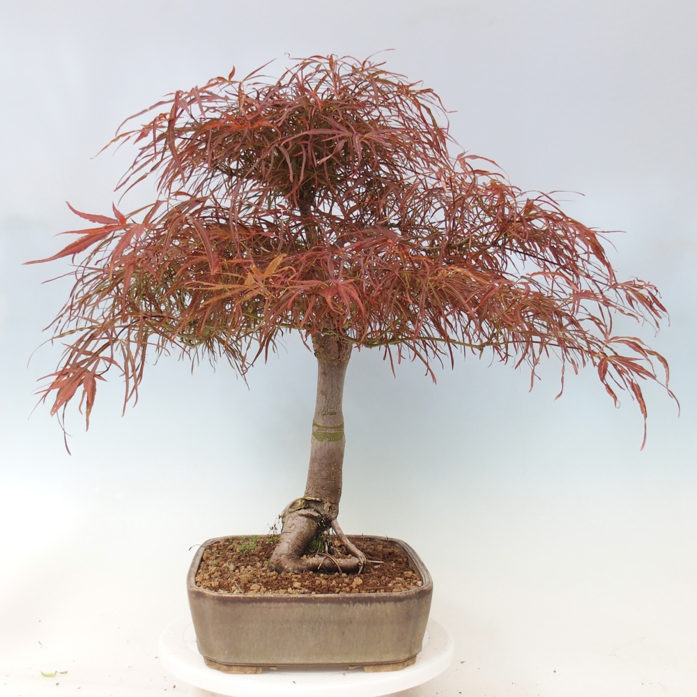 Venkovní bonsai - Javor dlanitolistý - Acer palmatum RED PYGMY