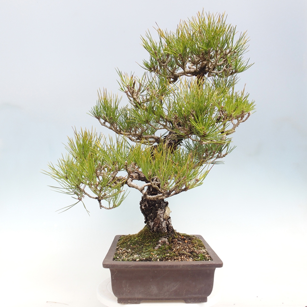 Venkovní bonsai - Pinus thunbergii - Borovice thunbergova