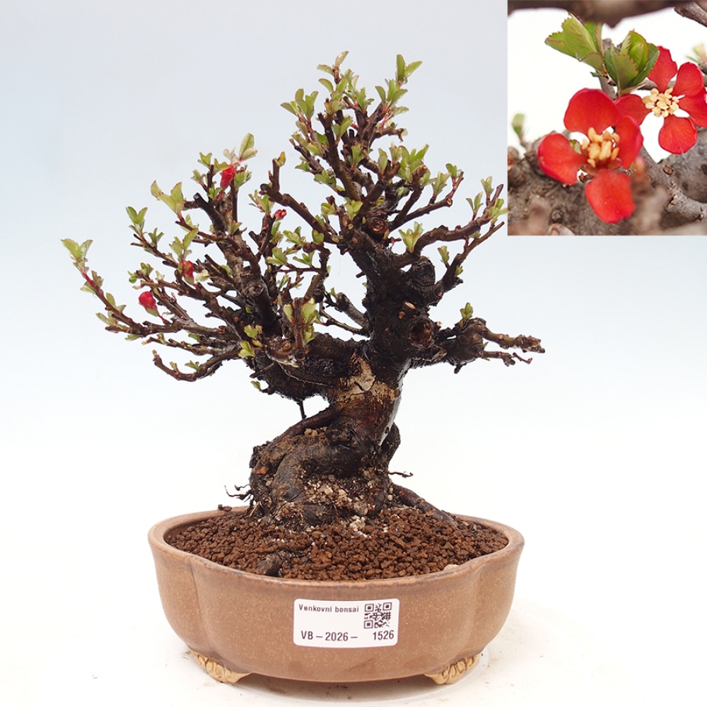 Venkovní  bonsai -  Chaneomeles speciosa - Kdoulovec ozdobný