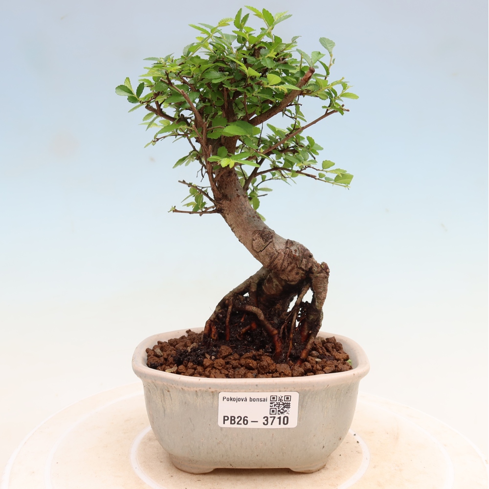 Pokojová bonsai - Ulmus parvifolia - Malolistý jilm