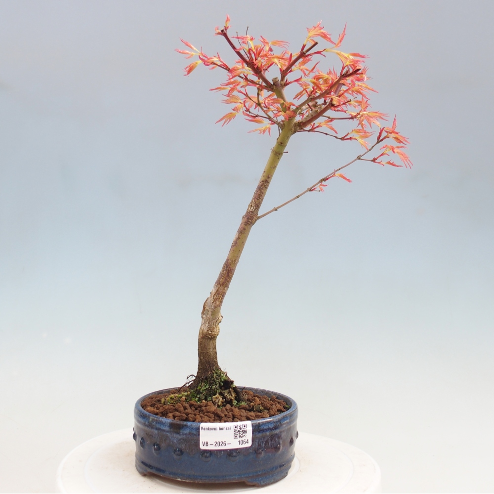 Javor dlanitolistý - Acer palmatum Beni Tsukasa