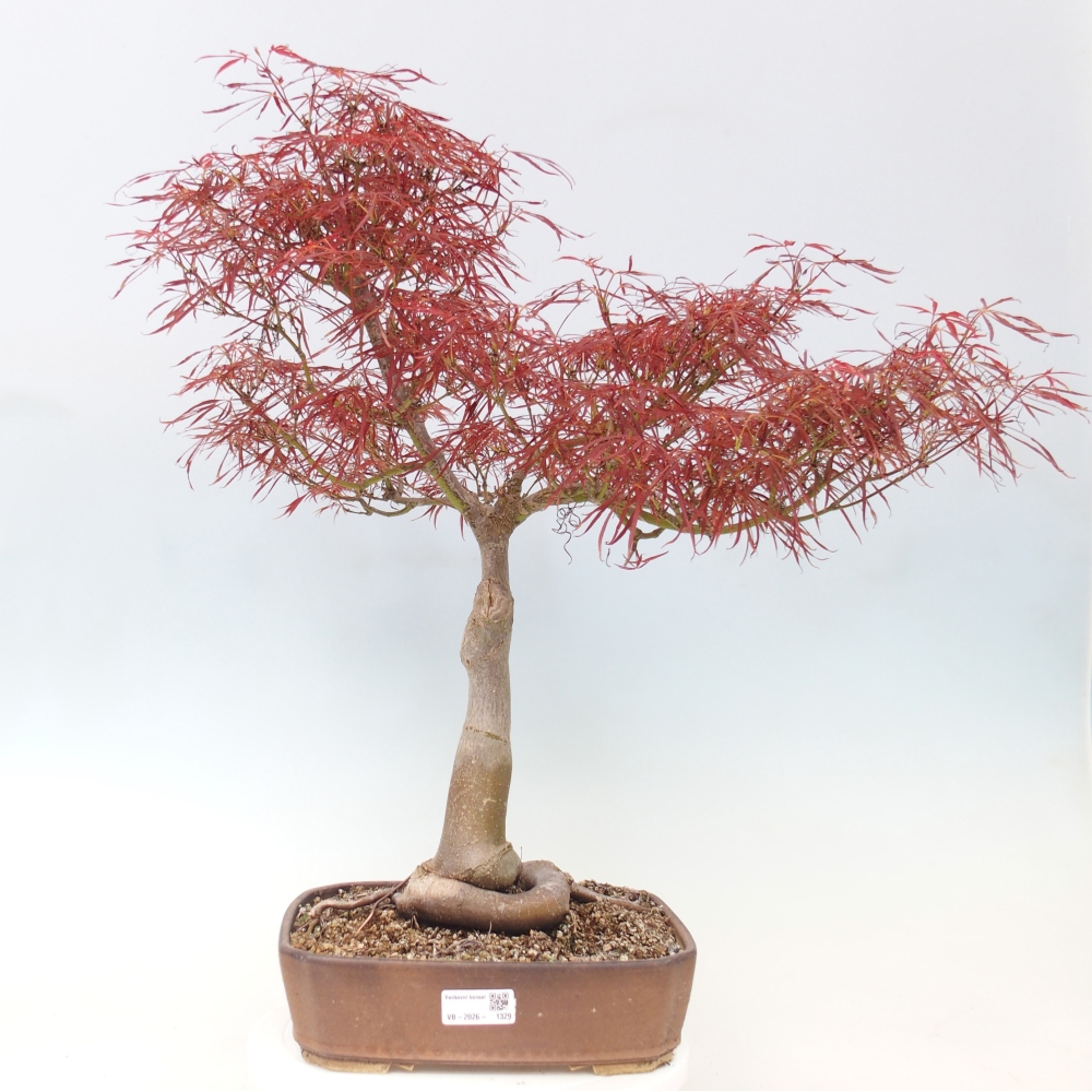 Venkovní bonsai - Javor dlanitolistý - Acer palmatum RED PYGMY