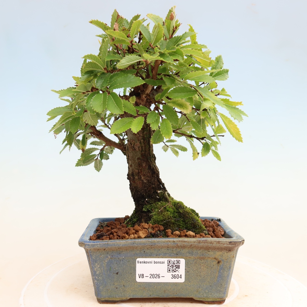 Venkovní bonsai - Zelkova - Zelkova NIRE